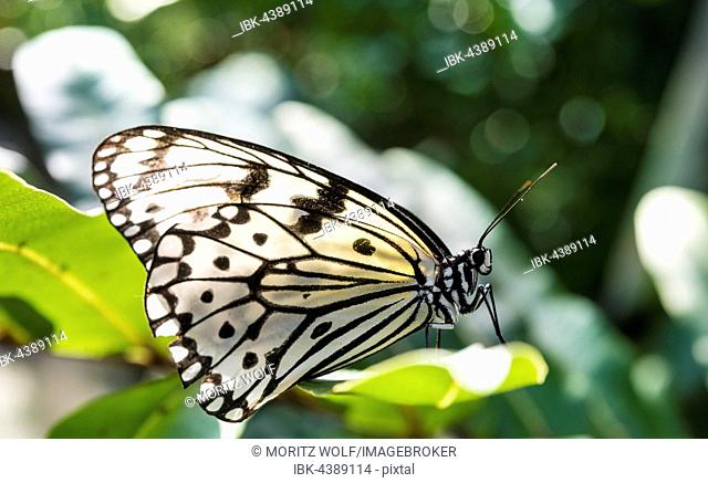 Paper kite, also large tree nymph or rice paper butterfly (Idea leuconoe), captive