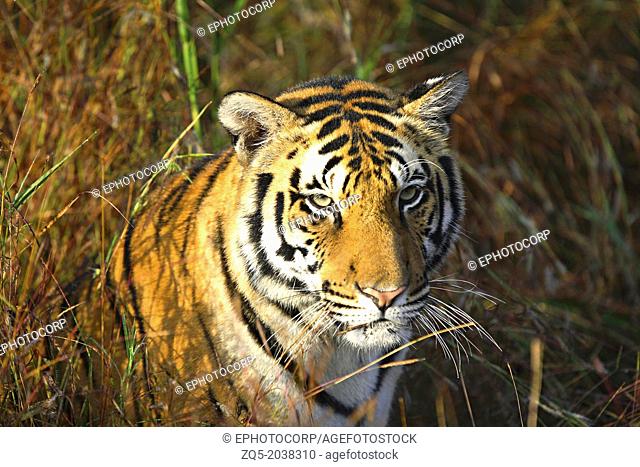Tigeress Kanha Tiger Reserve, Madhya Pradesh, INDIA. Panthera tigris tigris is the most numerous tiger subspecies. Its populations have been estimated under...