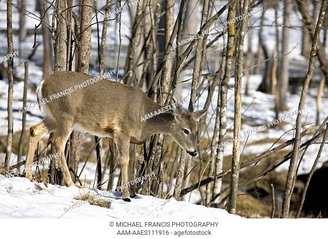 White-tailed Deer (Odocoileus virginianus) female portrait in winter snow , Sandstone, Minnesota