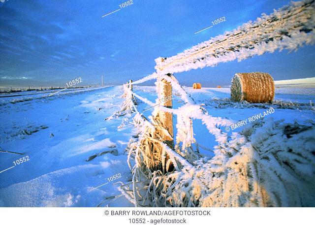 Frost-coated barbed wire fence, hay bales in background. Alberta. Canada