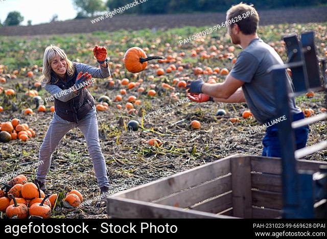 23 October 2023, Saxony-Anhalt, Niederndodeleben: Anke Felgentreff (l) tosses a pumpkin to a helper in her pumpkin patch
