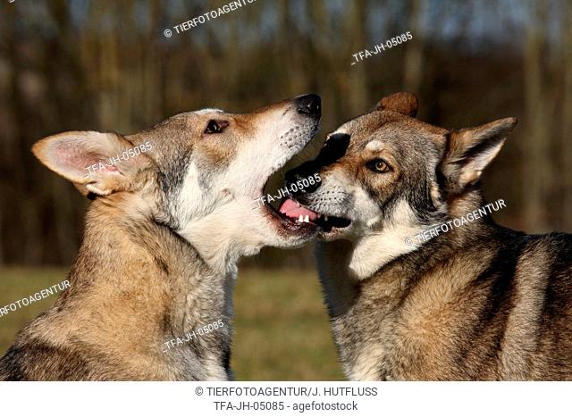 Saarloos Wolfhounds