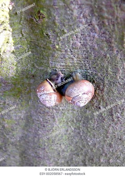 Snail In Tree