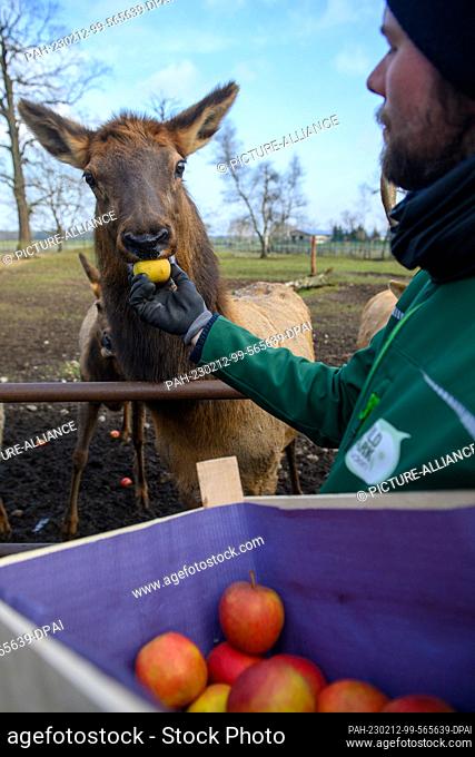 10 February 2023, Saxony-Anhalt, Weißewarte: Torben Ulps feeds a wapiti with an apple at the former Weißewarte Wildlife Park