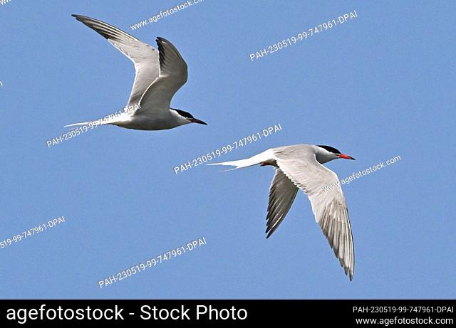17 May 2023, Brandenburg, Groß Schauen: Two Common Terns (Sterna hirundo) fly over the area of Sielmann's Natural Landscape Groß Schauener Seen