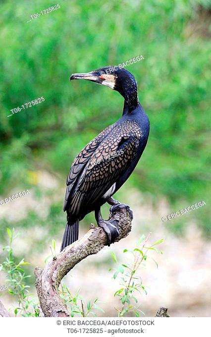 Common cormoran perched on branch (Phalacrocorax carbo), captive, Alsace, France