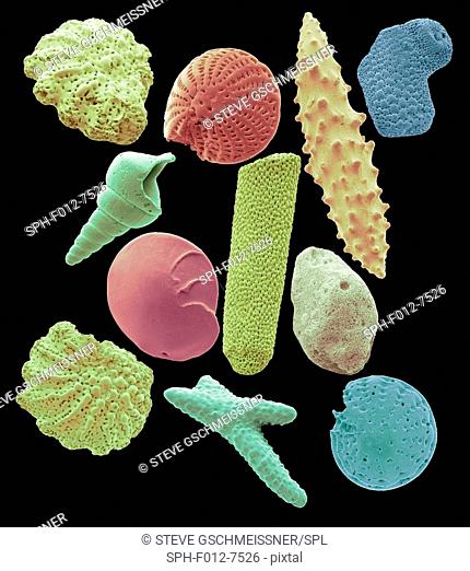 Sand microfossils. Coloured scanning electron micrograph (SEM) of microfossils from maldives beach sand. Microfossils are roughly 0.05 to 2mm in size