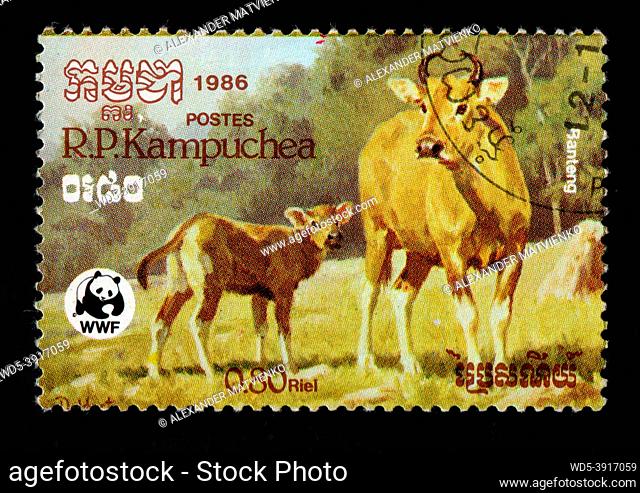 KAMPUCHEA - CIRCA 1986: A stamp printed in Kampuchea shows water buffalo or domestic Asian water buffalo - Bubalus bubalis, circa 1986