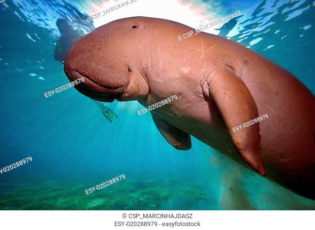 Dugong fish Stock Photos and Images | agefotostock