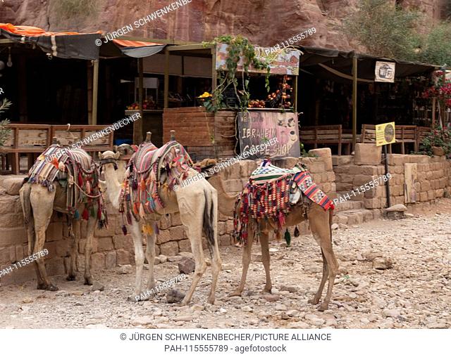 Camels are tied up in front of a cafe in the rock town of Petra - a parking lot for the animals. In the rock town many traders and snack sellers offer their...