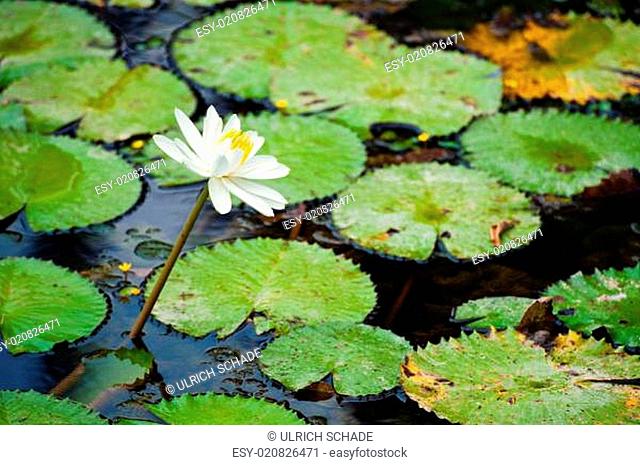 Beautiful Water lily