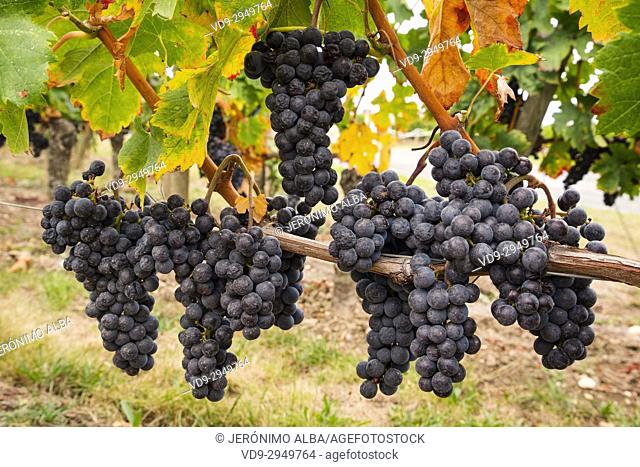 Vineyards. Pomerol. Bordeaux wine region. Aquitaine Region, Gironde Department. France Europe