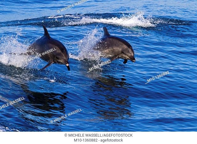 Two Off-shore Bottlenose Dolphins leaping out of the water in sync