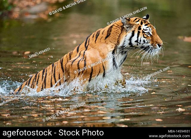 Siberian tiger (Panthera tigris altaica), jumps into water, captive, Germany