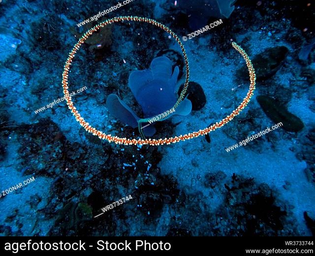 Schwarze Koralle (Stichopathes spec.), Pintuyan, Panaon Island, Southern Leyte, Philippinen
