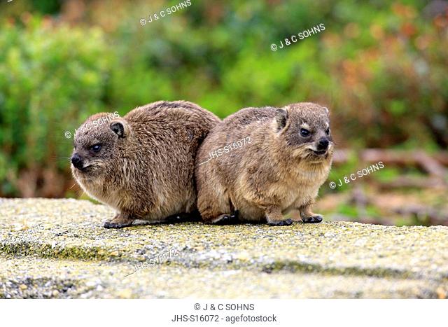 Rock Dassie, (Procavia capensis), two youngs, Betty's Bay, Western Cape, South Africa, Africa