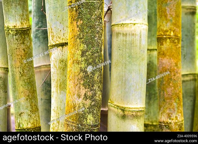 Furnas, Sao Miguel Island, Azores, Portugal: Bambu in a tropical forest