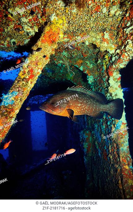 Dusky grouper haunting a wreck in the mediterranean sea. Epinephelus marginatus