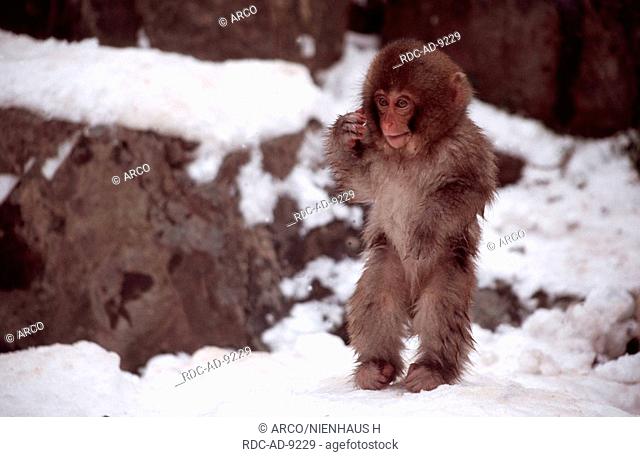 Young Japanese Macaque, Hell's Canyon, Japan, Macaca fuscata
