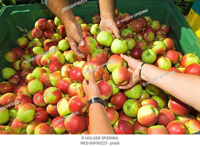 Apple crop, sorting, close up