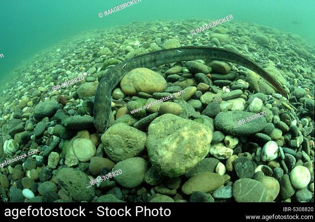 European river eel (Anguilla anguilla), quarry pond, southern Germany, eel