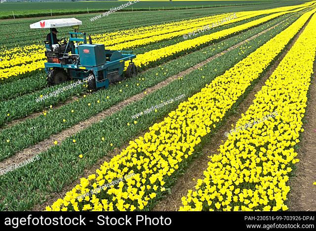 15 May 2023, Saxony-Anhalt, Schwaneberg: An employee of the company ""Spezialkulturen Degenhardt-Sellmann"" drives with an agricultural machine through long...
