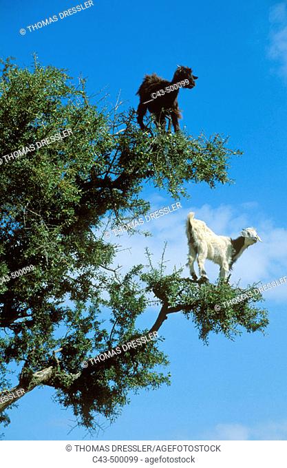 The Argan trees (Argania spinosa) at the foothills of the Anti-Atlas mountains often are climbered by goats which feed on the olive-like fruits and the leaves