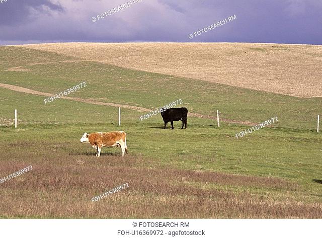 canada, cows, saskatchewan, scenic, pasture, two