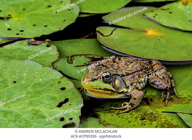 Green Frog (Rana clamitans) at rest on lily pad leaves on Horseshoe Lake in Muskoka near Rosseau, Ontario, Canada