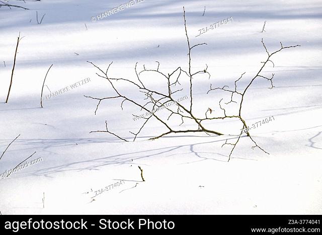 Closeup of little branches in the snow, The Netherlands, Europe