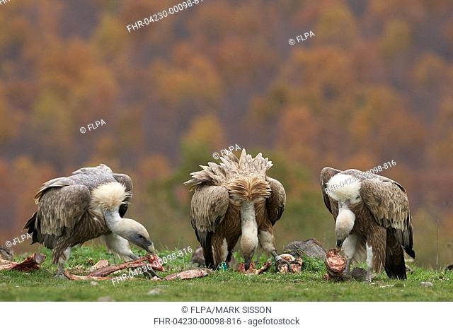 Eurasian Griffon Vulture Gyps fulvus three adults, feeding on carcass, Rhodope Mountains, Bulgaria, november