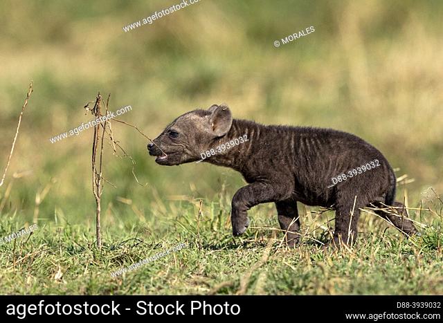 Africa, East Africa, Kenya, Masai Mara National Reserve, National Park, Spotted hyena (Crocuta crocuta), baby playing near by the den