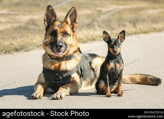 Brown German Sheepdog Alsatian Wolf Dog And Black Miniature Pinscher Pincher Sitting Together On Road