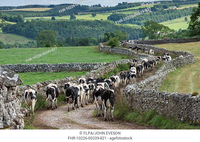 Domestic Cattle, Holstein dairy cows, herd coming in for milking, walking along track beside drystone walls, Penrith, Cumbria, England, August
