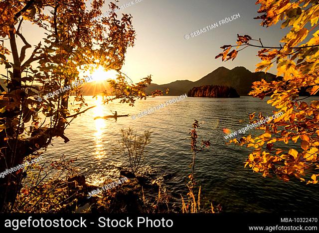 A golden mood in autumn on the banks of Lake Walchensee in the Bavarian Prealps. In the foreground autumn leaves, in the background the island of Sassau and the...