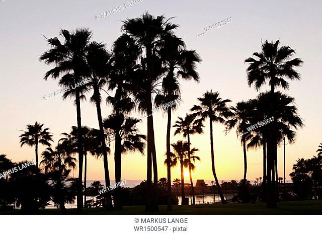 Palm trees at sunset, Playa de Los Amadores, Gran Canaria, Canary Islands, Spain, Atlantic, Europe