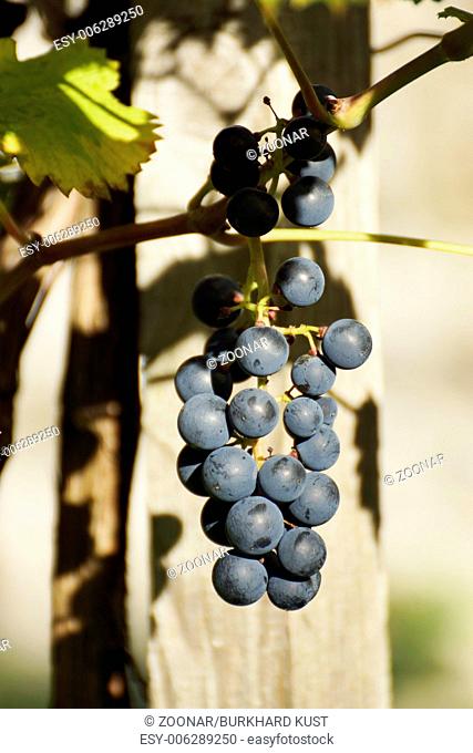 Seasoned grapes on a grapevine