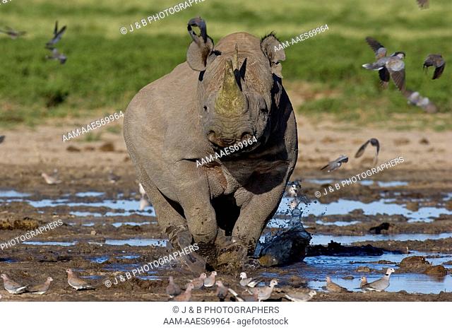 Black Rhino (Diceros bicornis) walking through water