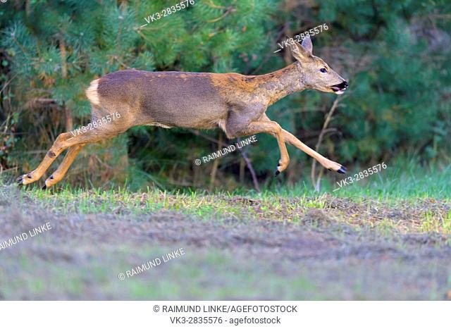 Roe Deer, Capreolus capreolus, Female is jumping, late summer, Germany, Europe