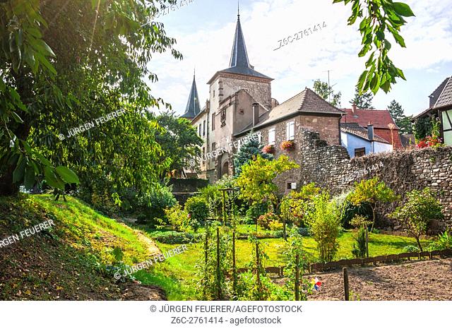 Kientzheim with medieval town wall, next to Kaysersberg, scenic village, route of vine Alsatian, Alsace, France
