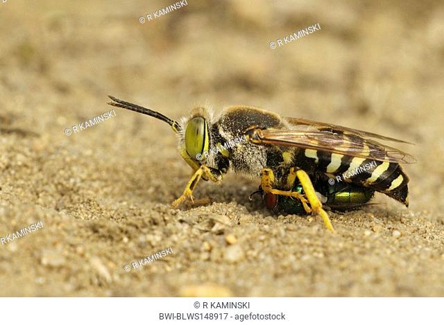 rostrate bembix wasp Bembix rostrata, Epibembix rostrata, with fly as prey, Germany, Brandenburg