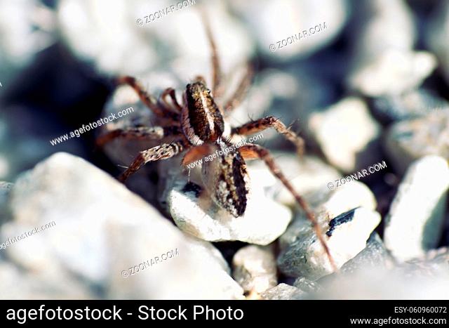 Wolf spider (Lycosidae) on the stones. Window into world of ultra macro, mountain tundra higher Arctic circle