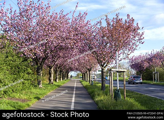 03 May 2021, Saxony-Anhalt, Magdeburg: Every year in spring, Japanese ornamental cherries blossom in Magdeburg. The cherry blossom can be experienced in Holzweg