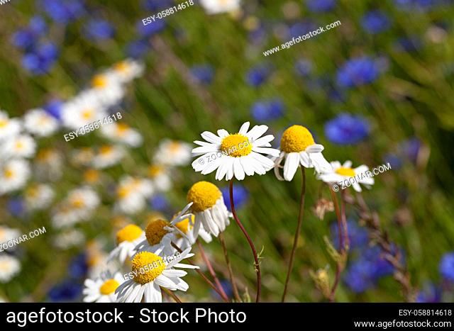 the flower of a camomile photographed by a close up