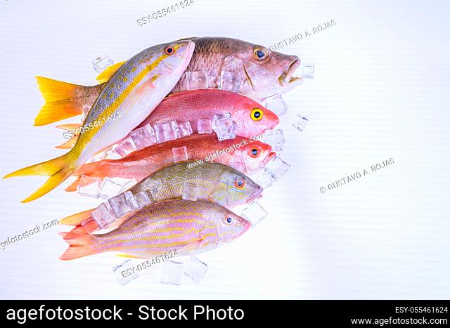 fresh-catch-of-fish-caribbean-seafood-isolated-on-white-background