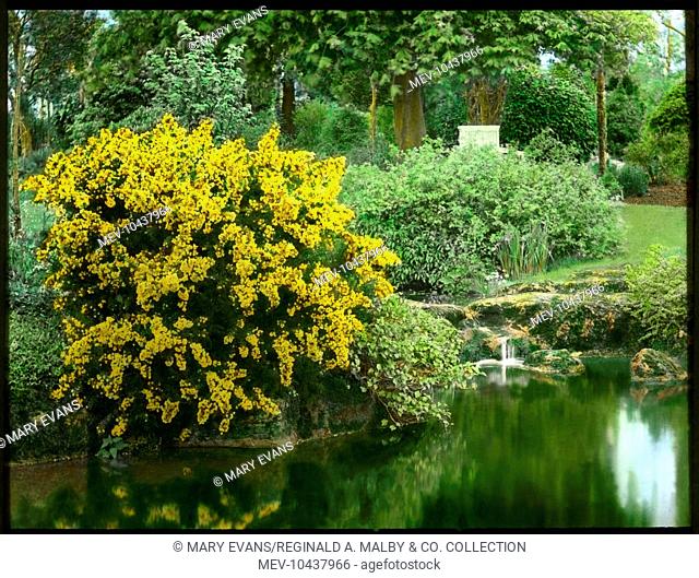 Ulex Europaeus Flore Pleno (Double Gorse), an evergreen shrub of the Fabaceae family. Seen here growing at the side of a pond, with bright yellow flowers