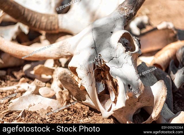 Skulls and bones Of Dead Animals In The Far West