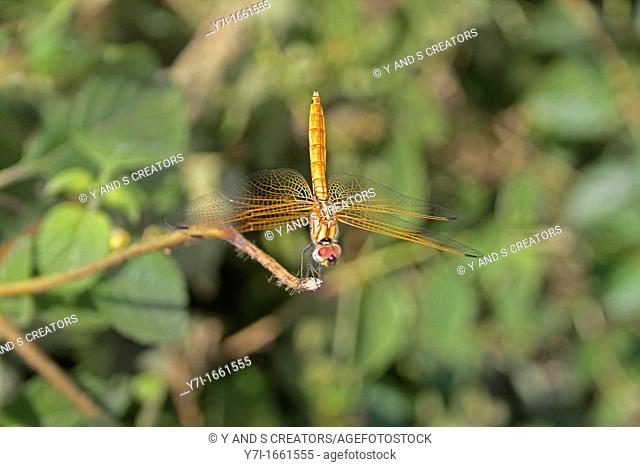 Black-tailed Skimmer Dragonfly, Orthetrum cancellatum, Maharashtra, India