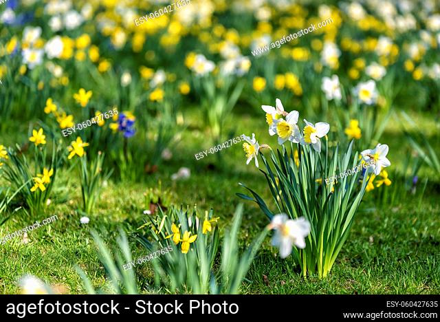 white daffodils in full bloom in spring