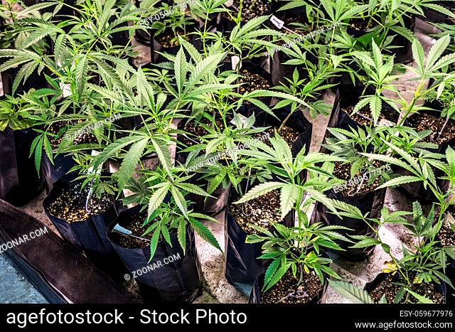 Marijuana is grown under fluorescent lamps for medical purposes